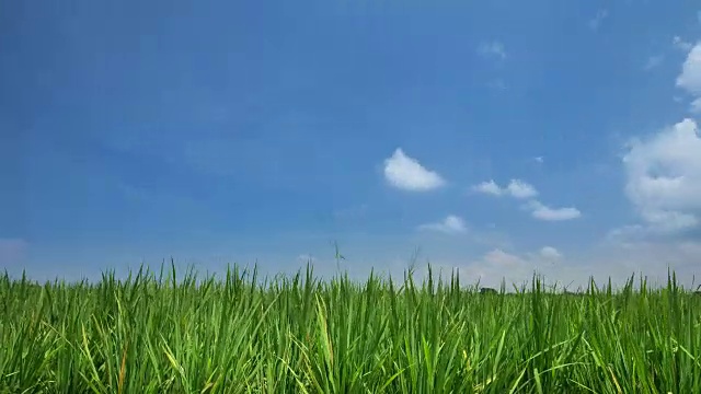 詳情圖-綠色稻田對(duì)藍(lán)色天空的延時(shí)視頻