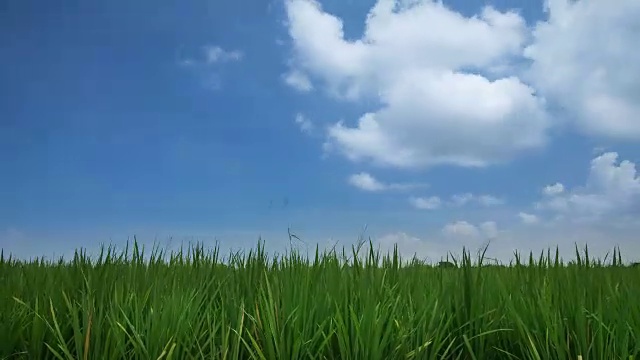 詳情圖-綠色稻田對(duì)藍(lán)色天空的延時(shí)視頻