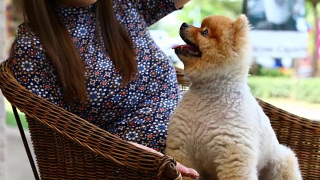 博美犬可爱的宠物吃零食的主人