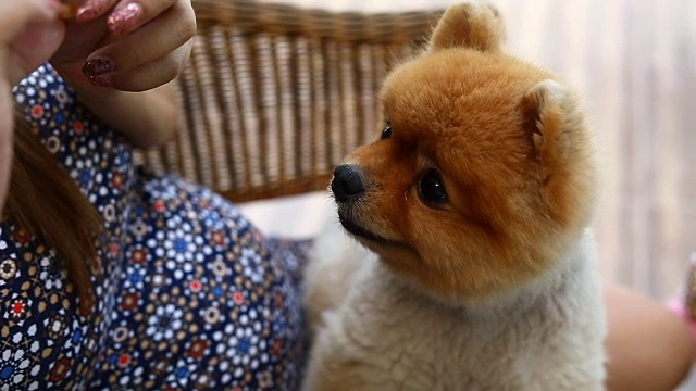 慢镜头，博美犬在主人手里吃零食