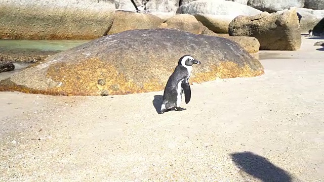 博尔德斯海滩的非洲企鹅