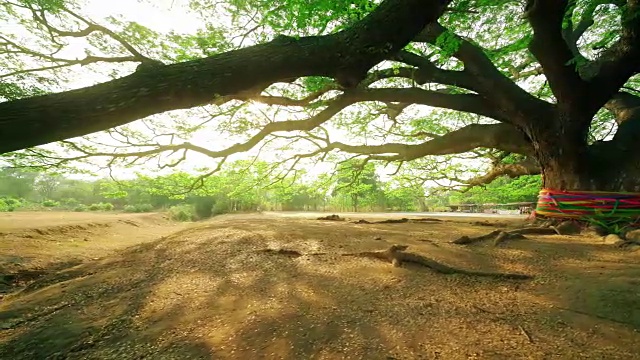 泰国北碧府的大沙门或合欢沙门