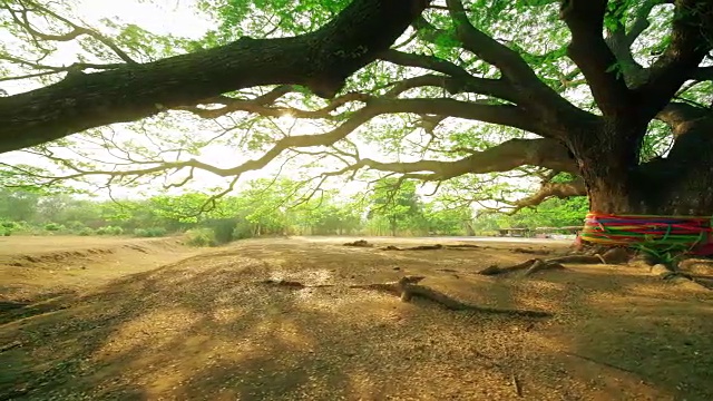 详情图-泰国北碧府的大沙门或合欢沙门