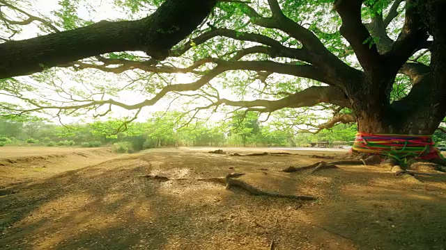 详情图-泰国北碧府的大沙门或合欢沙门