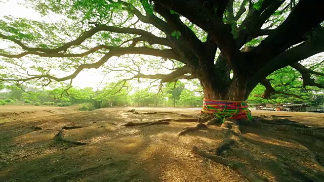 详情图-泰国北碧府的大沙门或合欢沙门