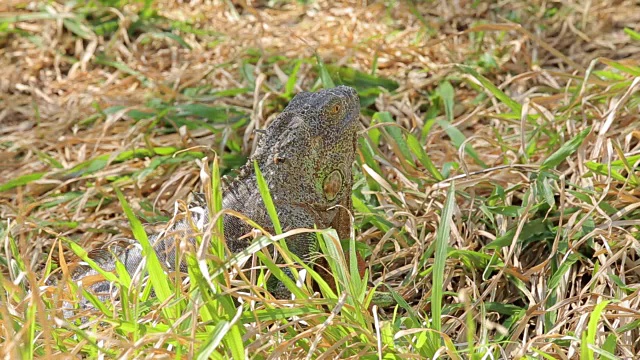鬣蜥