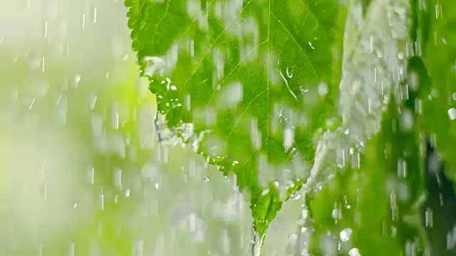 大雨移动树叶