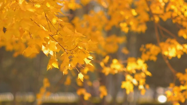 详情图-黄色的枫树在冬天的风