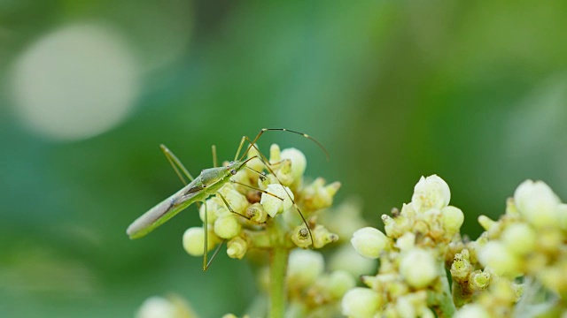 特写昆虫吃花。