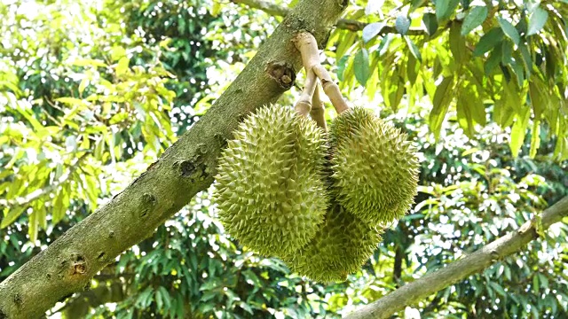 榴莲在树
