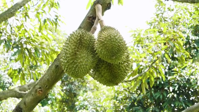 榴蓮在樹