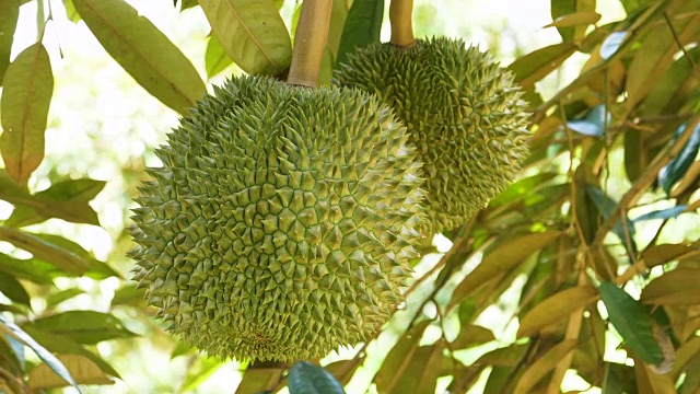榴莲在树