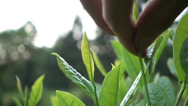 采摘茶叶
