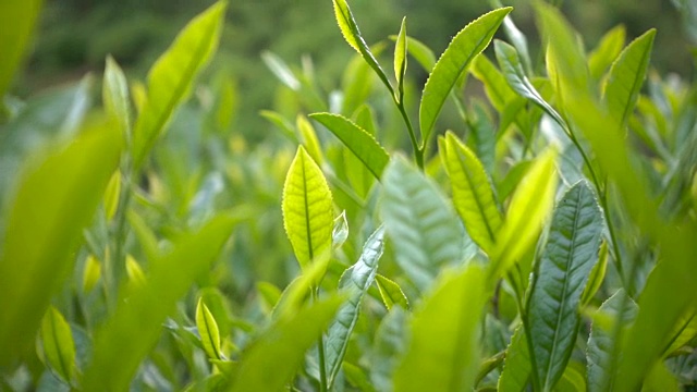 茶叶