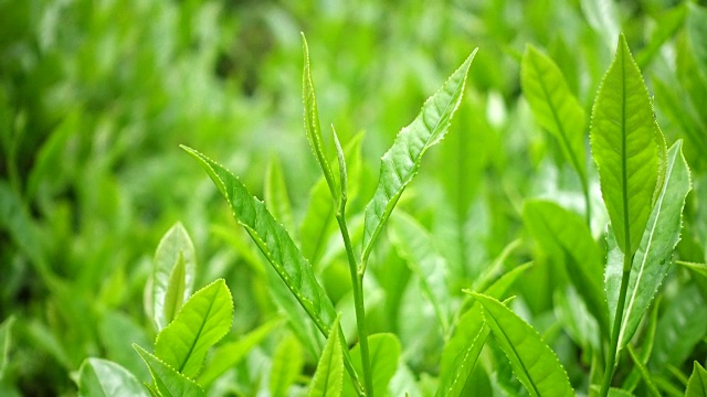 茶叶
