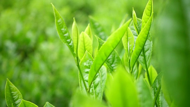 茶叶
