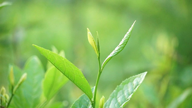 茶叶
