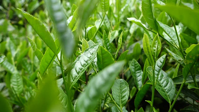 茶叶