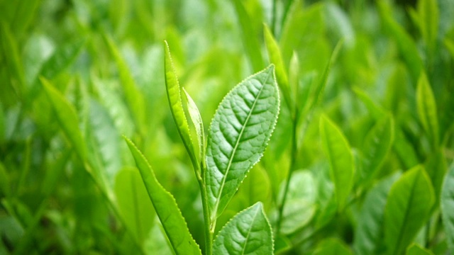 茶叶