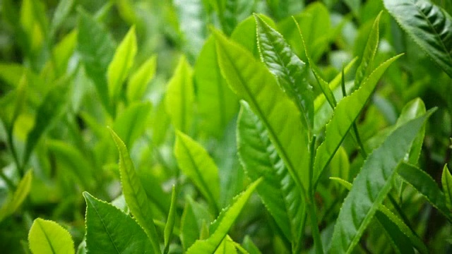 采摘茶叶