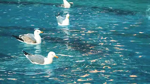 水面上的海鸥(慢镜头)-股票视频