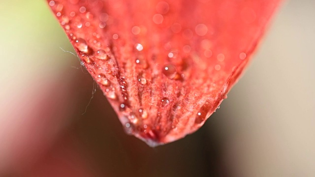 红色的花瓣和水滴