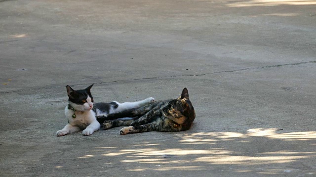 两只猫在地板上玩