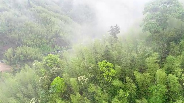 竹林