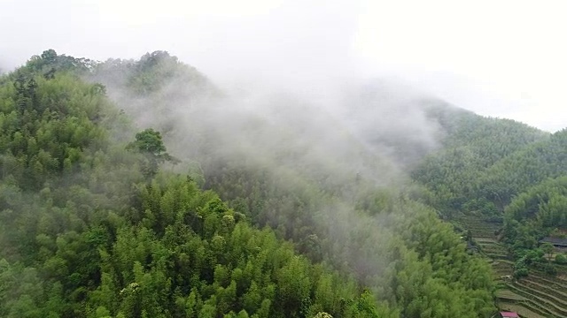 竹林