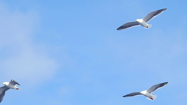 一群海鸥在飞翔