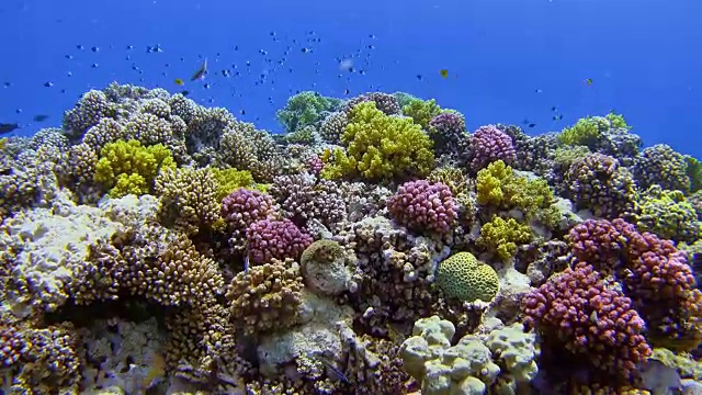 珊瑚礁的海底生物和许多热带鱼和两个潜水员在红海