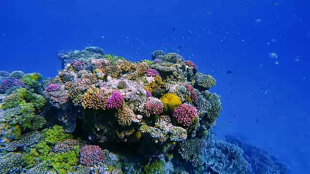 水下海洋生物在美丽的珊瑚礁和许多热带鱼在红海附近的马萨阿拉姆
