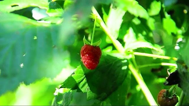 树莓-花园里新鲜的成熟和未成熟的树莓-马林