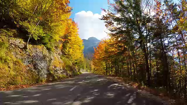 詳情圖-行駛在風景優(yōu)美的道路上，穿過秋天的森林，陽光照耀著五顏六色的樹葉