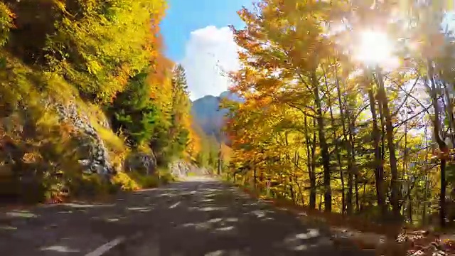 詳情圖-行駛在風景優(yōu)美的道路上，穿過秋天的森林，陽光照耀著五顏六色的樹葉