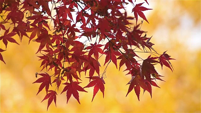 日本枫叶的秋天
