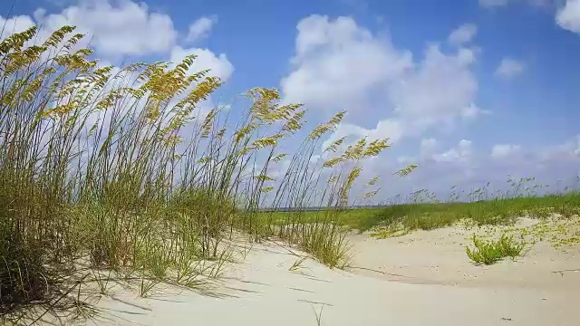 马兰草在微风中吹