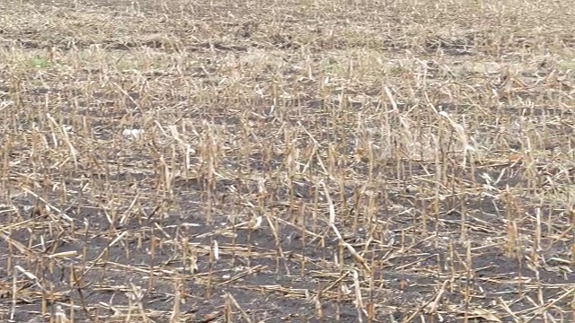 玉米田因干旱而受损