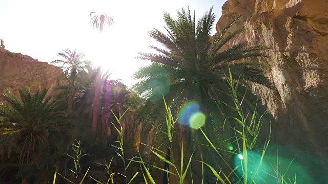太阳在撒哈拉沙漠峡谷的切比卡绿洲的棕榈树上耀斑