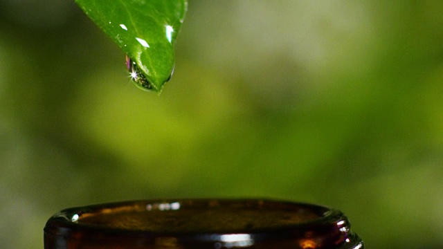 詳情圖-混合精油與水滴，香味和芳香的芳香療法為健康和水療。美麗的理念。芳香精油。精華液從樹葉上滴入健康中心的泳池