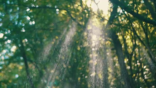 夏日阳光明媚的森林里，雨滴落在阳光下