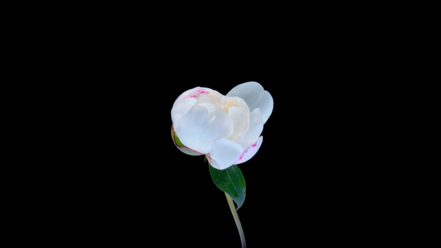 詳情圖-延時(shí)拍攝的黑色背景上的粉紅牡丹