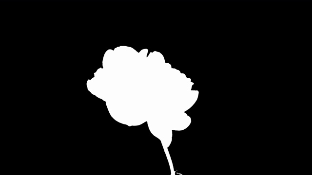 詳情圖-延時(shí)拍攝的黑色背景上的粉紅牡丹