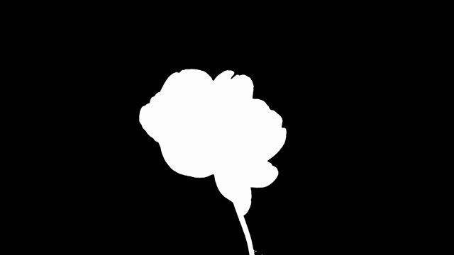 詳情圖-延時(shí)拍攝的黑色背景上的粉紅牡丹
