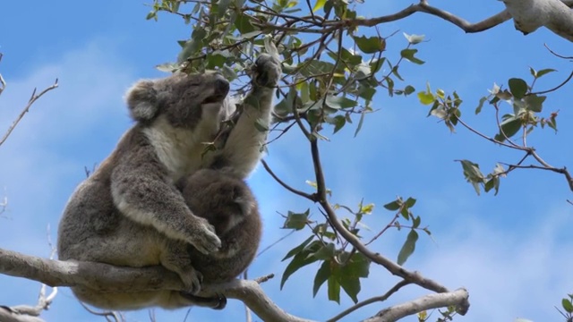 在奥特维角，一只考拉妈妈在喂奶，一只考拉宝宝在看镜头