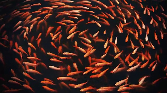 锦鲤或花式鲤鱼在池塘里游泳