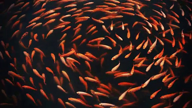 详情图-锦鲤或花式鲤鱼在池塘里游泳