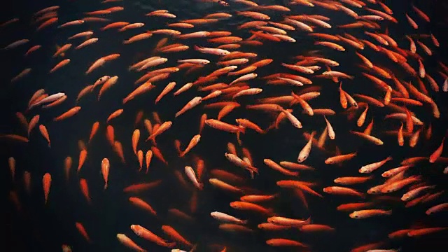 详情图-锦鲤或花式鲤鱼在池塘里游泳