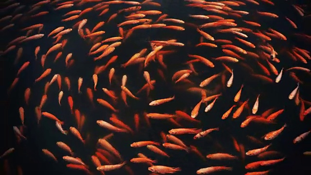 详情图-锦鲤或花式鲤鱼在池塘里游泳