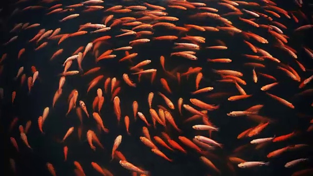 详情图-锦鲤或花式鲤鱼在池塘里游泳